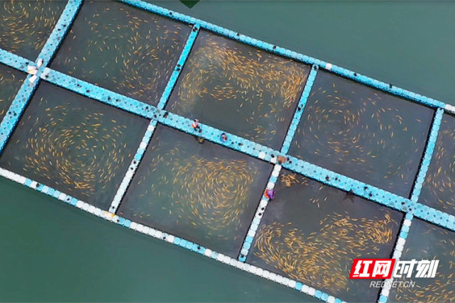 魚躍東江！郴州資興六千水產養殖戶有序復產，畜牧漁業飼料銷售同步回暖