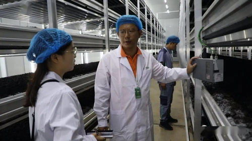 菌香飄千里，科技助搬遷——貴州岑鞏以菌產業年供300崗位，助力易地搬遷群眾城市扎根